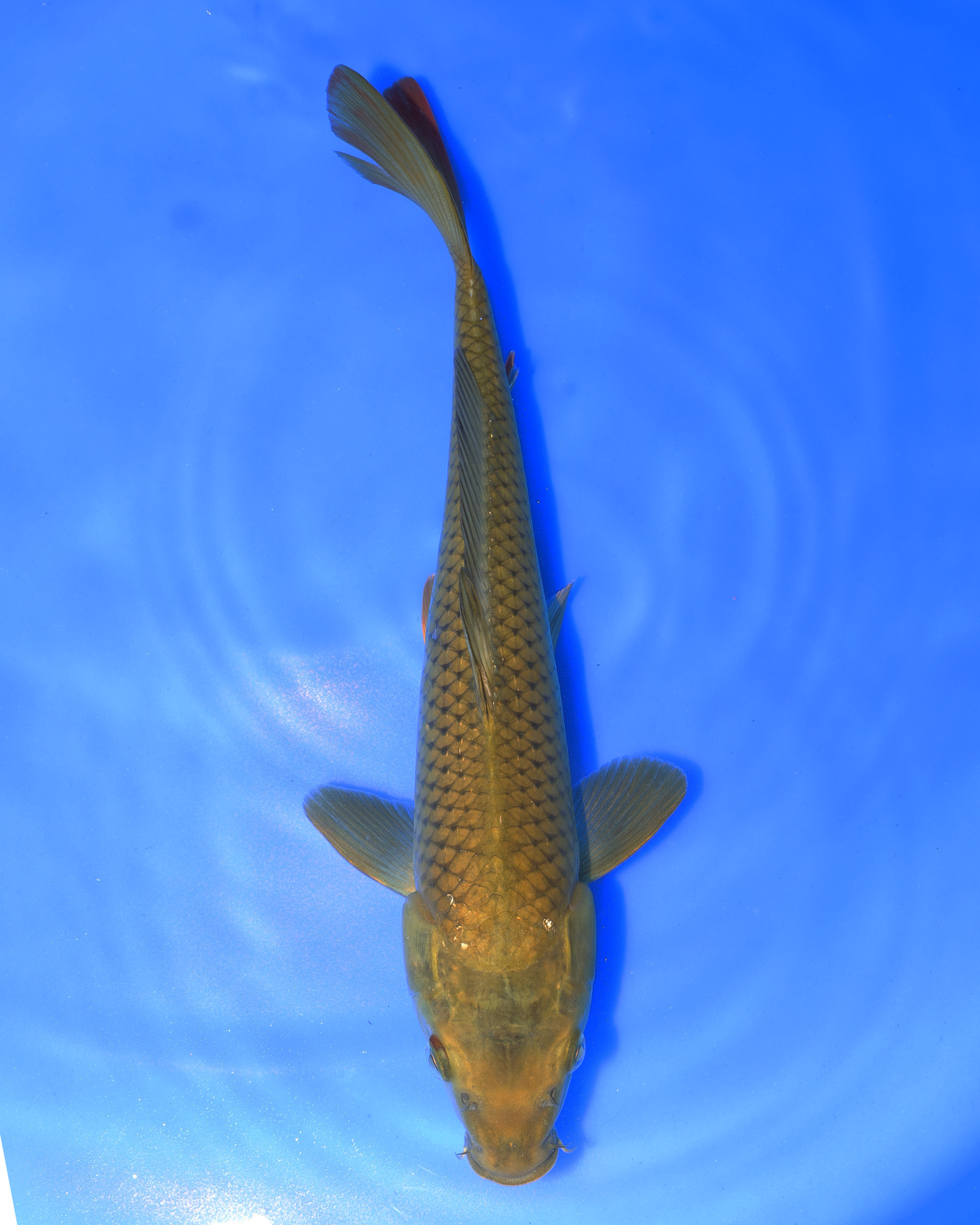 Chagoi - Otsuka Koi Farm - Chibi Nisai - 8-10 inches