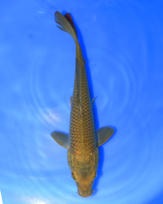 Chagoi - Otsuka Koi Farm - Chibi Nisai - 8-10 inches