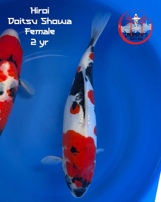 Hiroi - Doitsu Showa - Female - Nisai - 47 cm