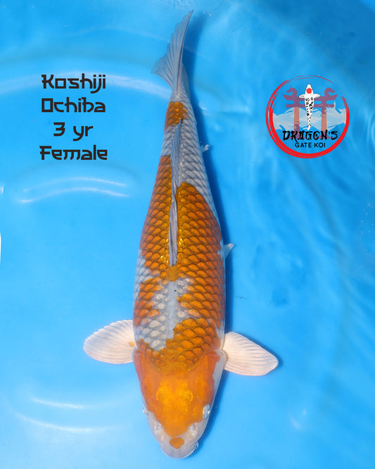 Koshiji - Ochiba -  Sansai - 55 cm