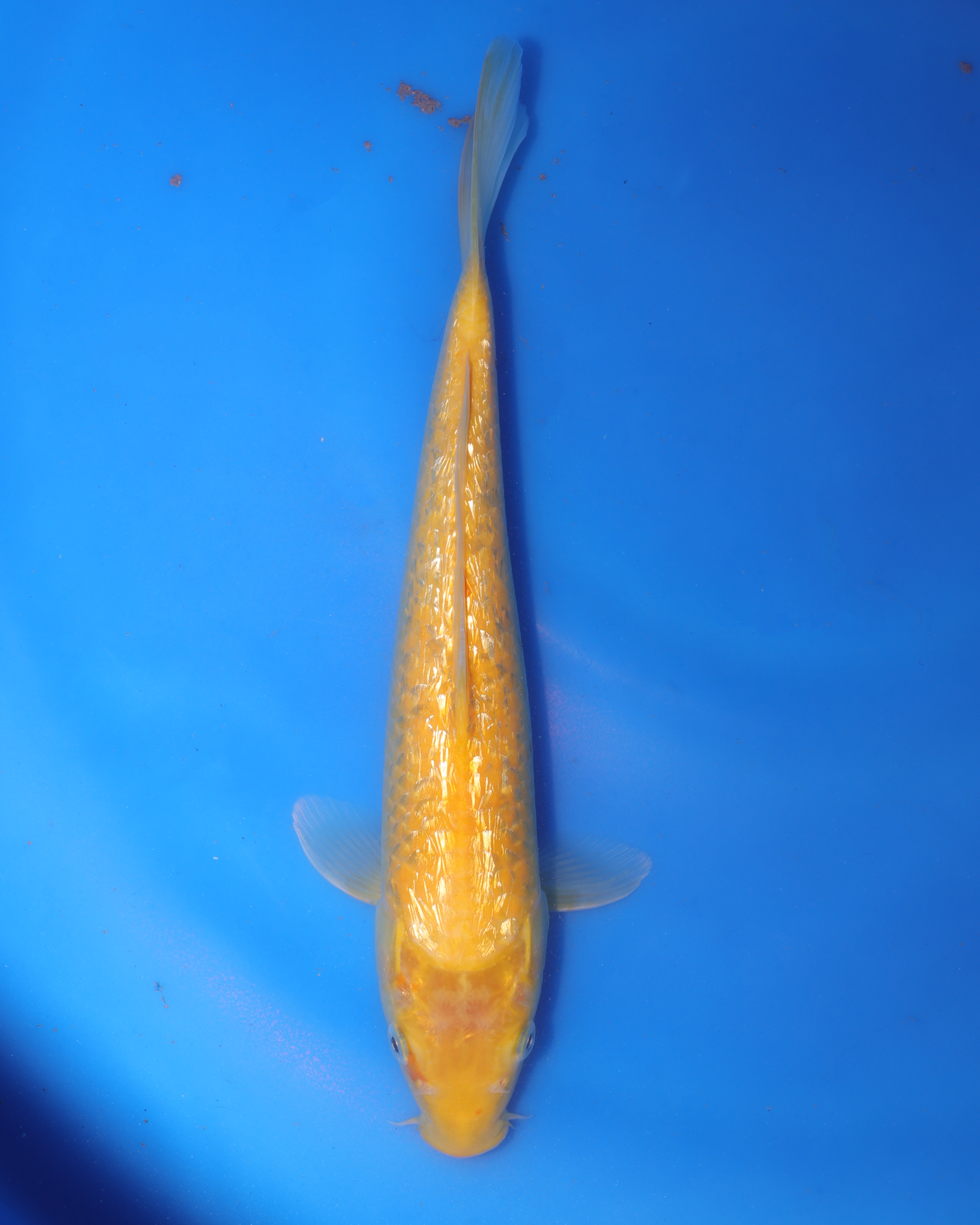 Ginrin Kigoi - Otsuka Koi Farm - Chibi Nisai - 8-10 inches