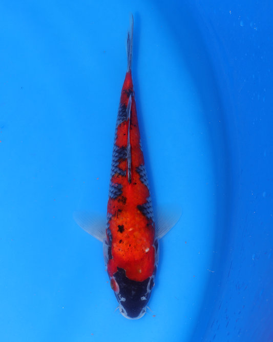 Goshiki - Otsuka Koi Farm - Chibi Nisai - 8-10 inches