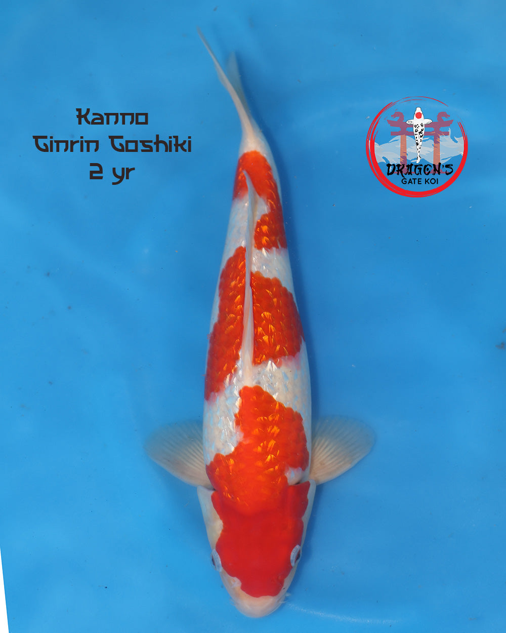 Kanno - Ginrin Goshiki - Nisai - 42 cm