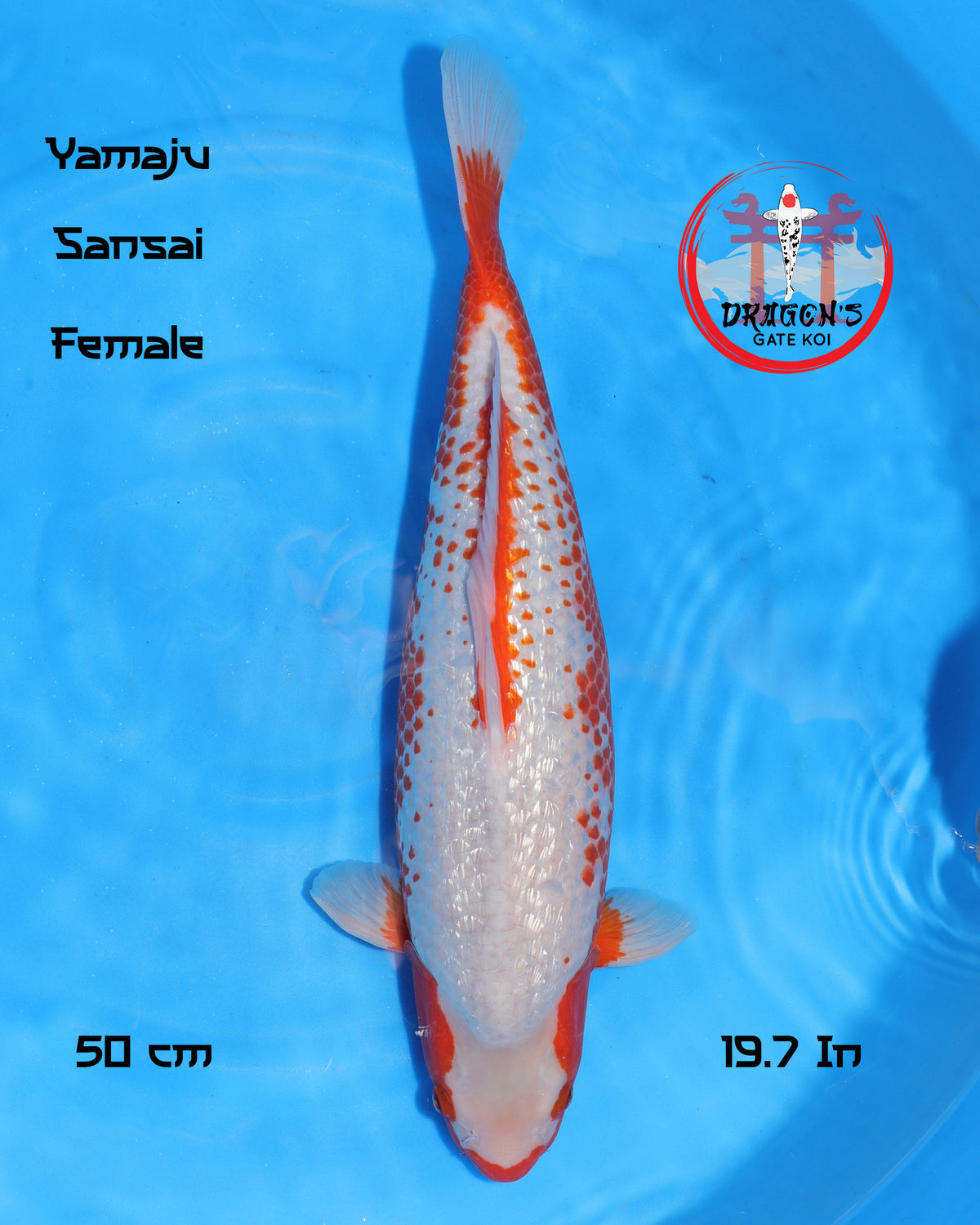 Ginrin Kanoko Asagi - Yamaju Koi Farm - Sansai - Female - 50cm