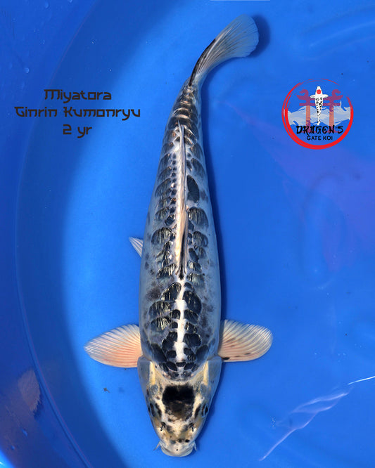 Miyatora - Ginrin Kumonryu - Nisai - Female - 42 cm