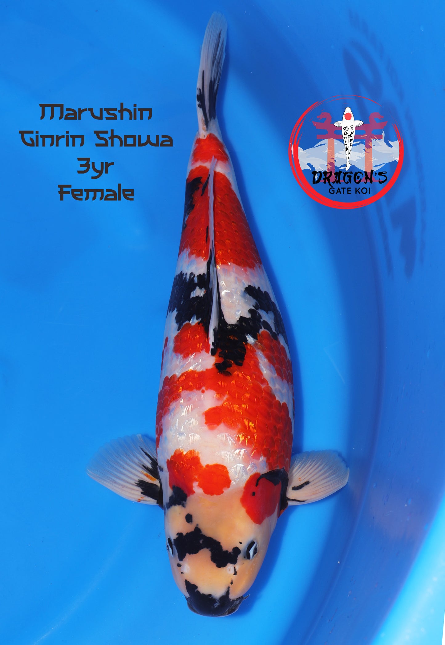 Marushin - Ginrin Showa (HQ) - Sansai (56 cm) - Female