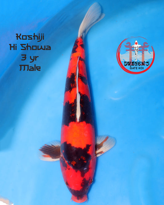 Koshiji - Doitsu Hi Showa -  Sansai - 51 cm