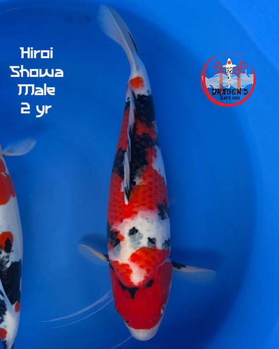 Hiroi - Showa - Male - Nisai - 45 cm