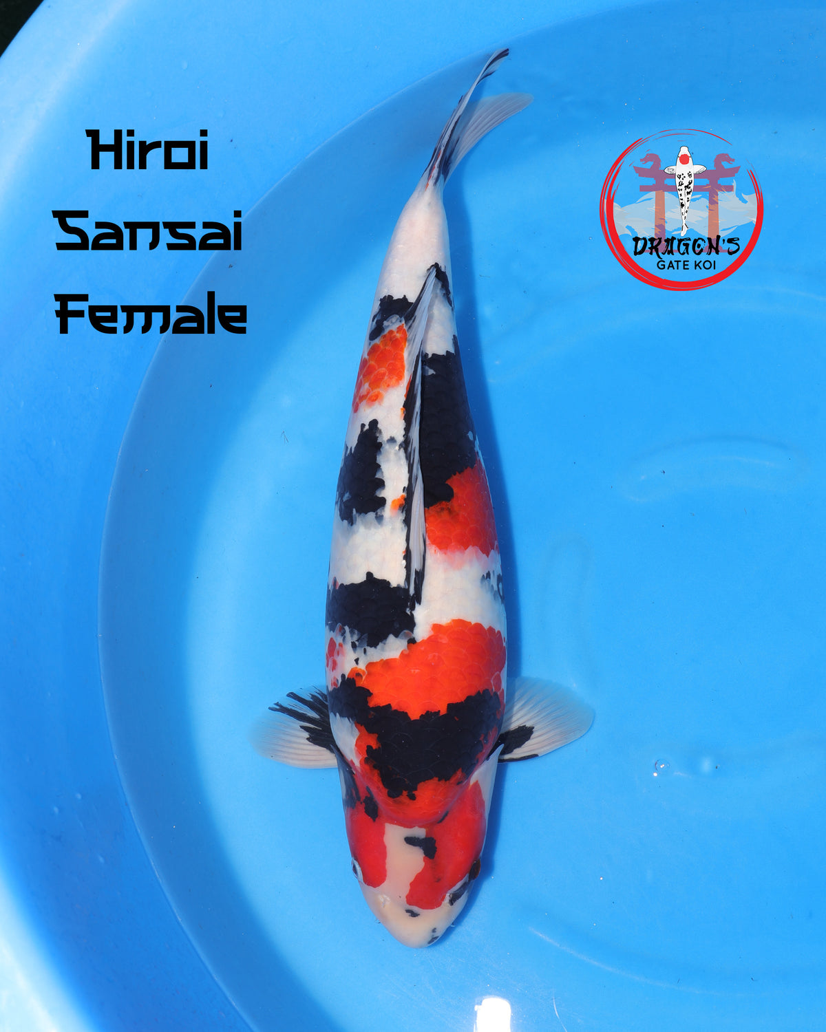 Showa - Hiroi Koi Farm - Sansai - Female - 56 cm