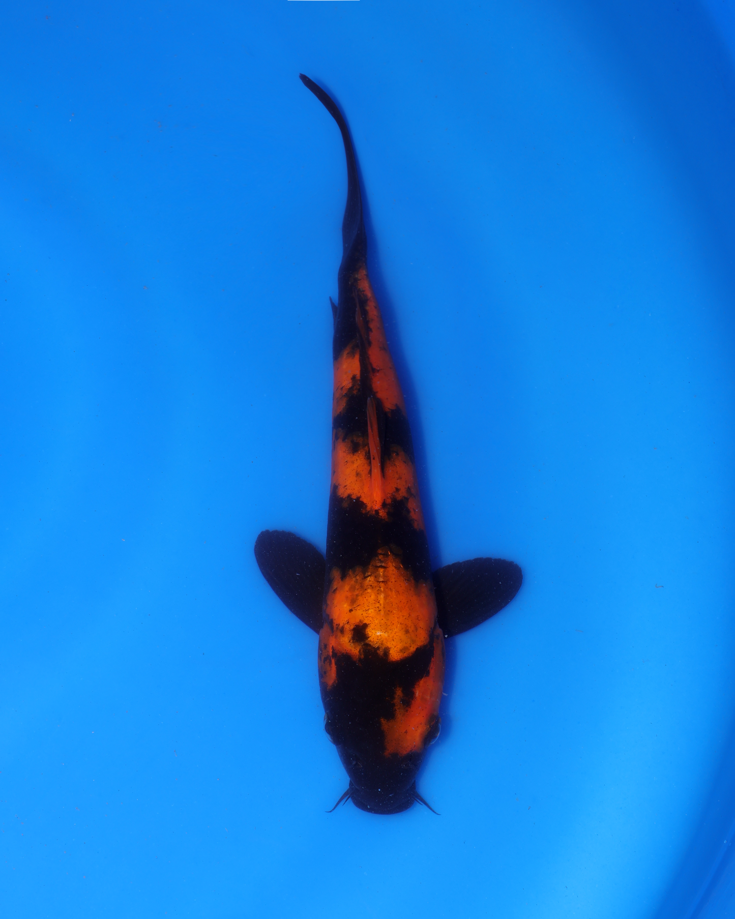 Hi Utsuri - Otsuka Koi Farm - Chibi Nisai - 8-10 inches