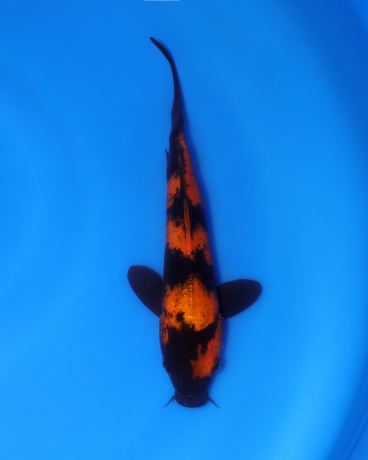Hi Utsuri - Otsuka Koi Farm - Chibi Nisai - 8-10 inches