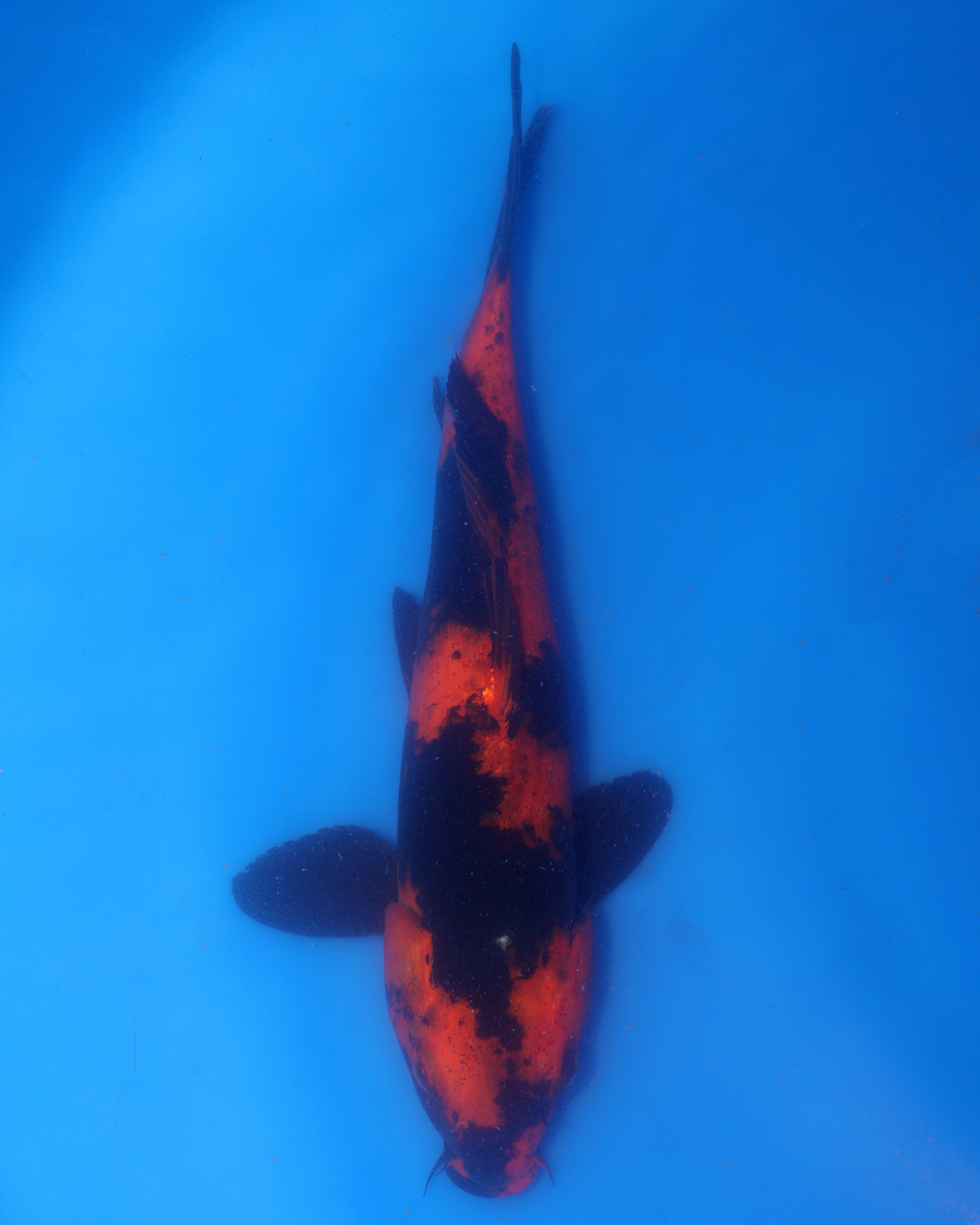 Hi Utsuri - Otsuka Koi Farm - Chibi Nisai - 8-10 inches