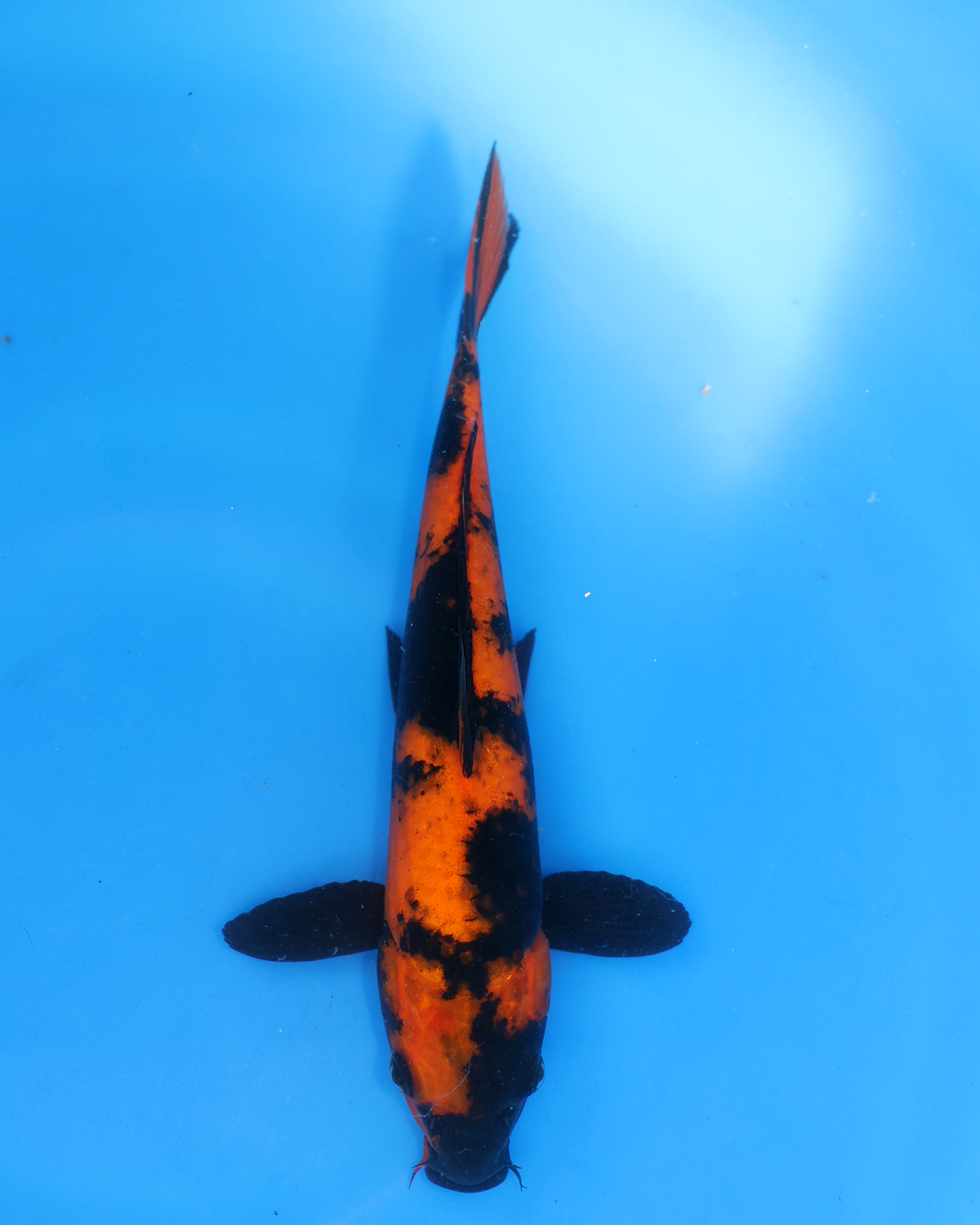 Hi Utsuri - Otsuka Koi Farm - Chibi Nisai - 8-10 inches
