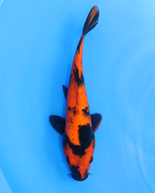 Hi Utsuri - Otsuka Koi Farm - Chibi Nisai - 8-10 inches