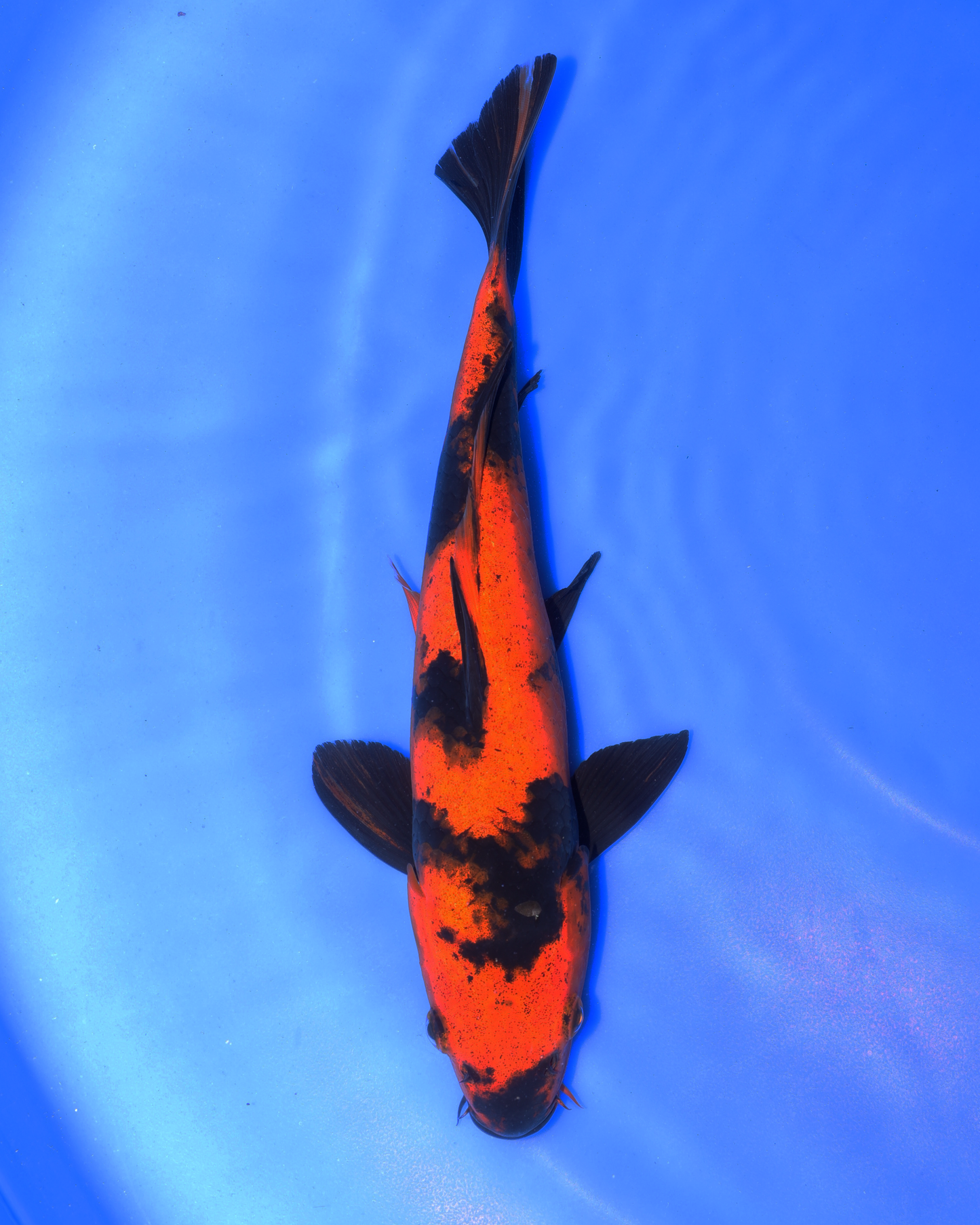 Hi Utsuri - Otsuka Koi Farm - Chibi Nisai - 8-10 inches
