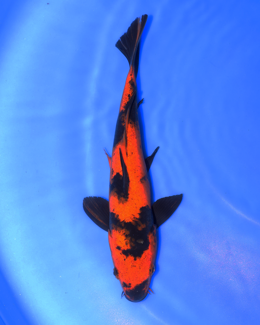 Hi Utsuri - Otsuka Koi Farm - Chibi Nisai - 8-10 inches