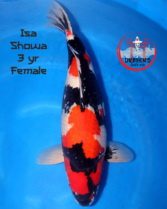 Isa Koi Farm - Showa (HQ) - Sansai (62 cm) - Female
