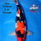 Isa Koi Farm - Showa (HQ) - Sansai (62 cm) - Female