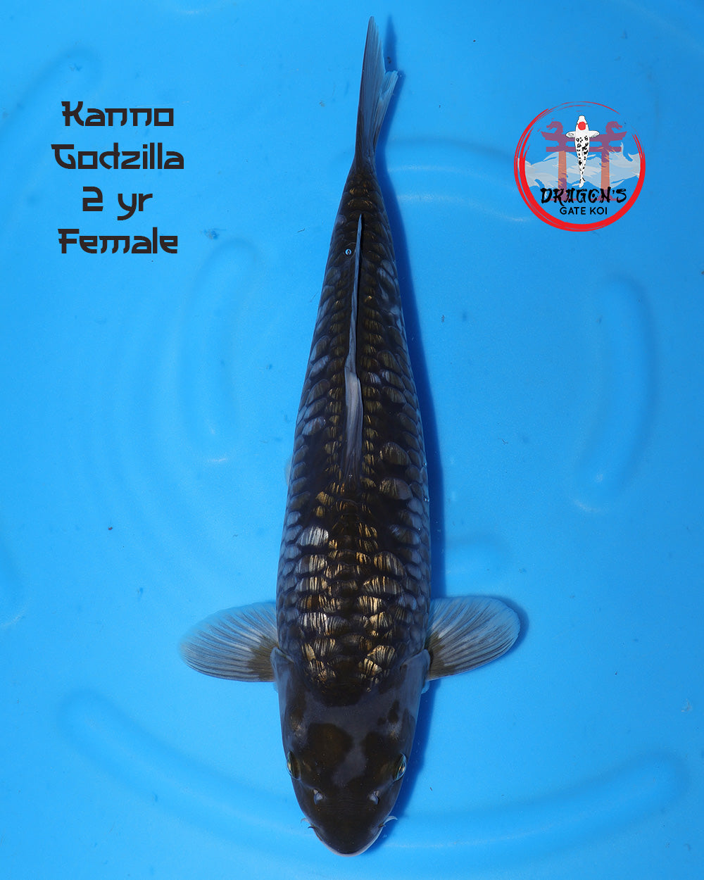 Kanno - Ginrin Godzilla - Female - 30-35 cm