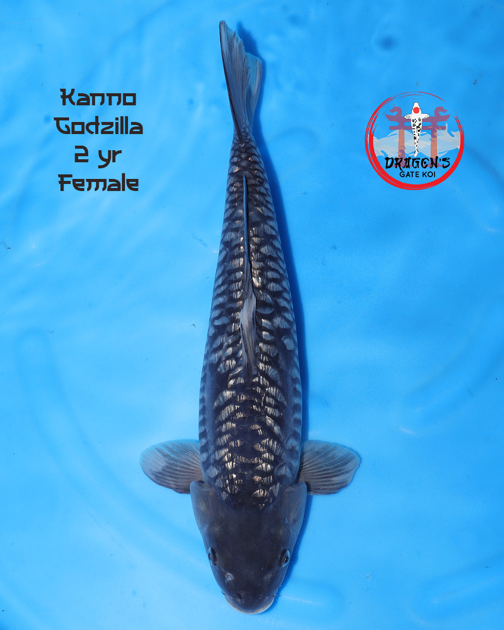 Kanno - Ginrin Godzilla - Female - 30-35 cm