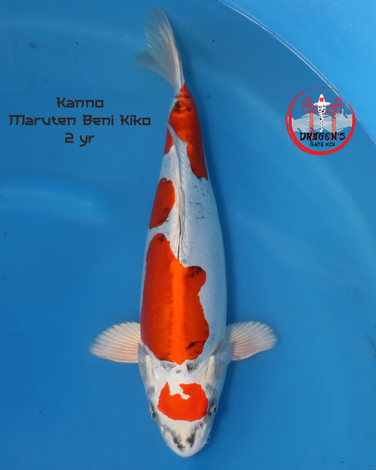 Kanno - Beni Kikokuryu - Nisai - 42 cm