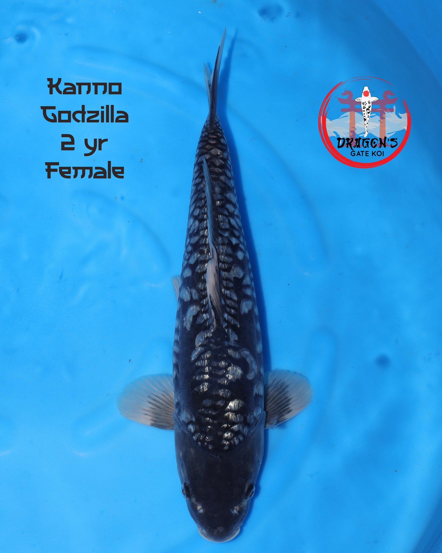 Kanno - Ginrin Godzilla - Female - 30-35 cm