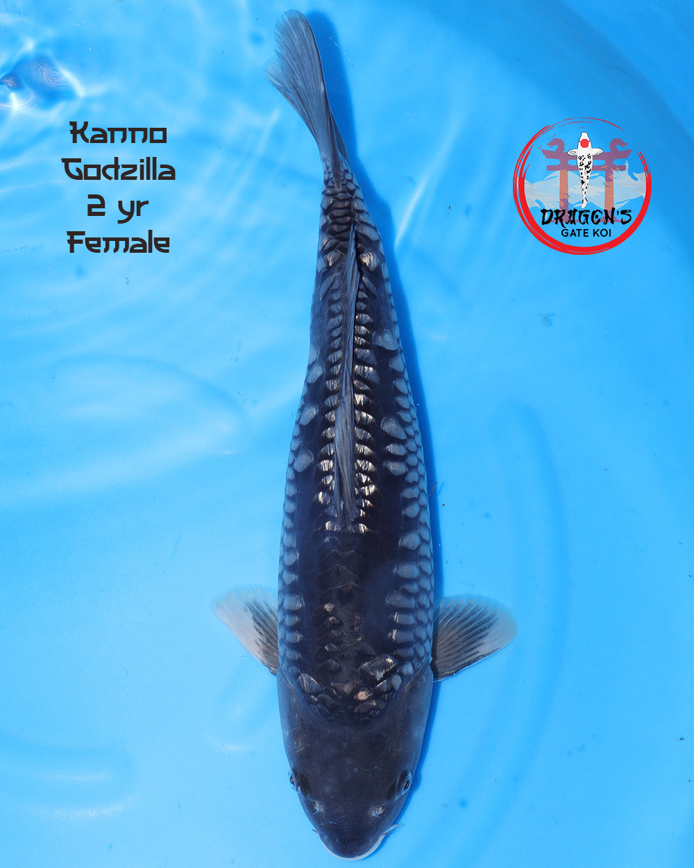 Kanno - Ginrin Godzilla - Female - 30-35 cm