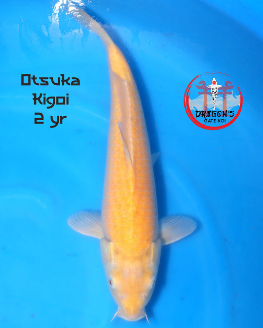 Otsuka - Akame Kigoi - Nisai - 30 cm