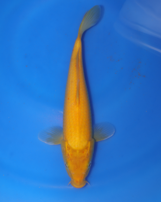 Kigoi - Otsuka Koi Farm - Chibi Nisai - 8-10 inches