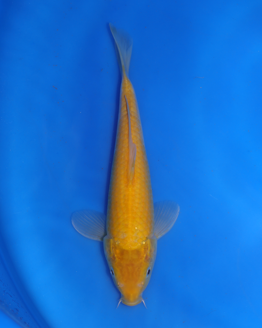 Kigoi - Otsuka Koi Farm - Chibi Nisai - 8-10 inches