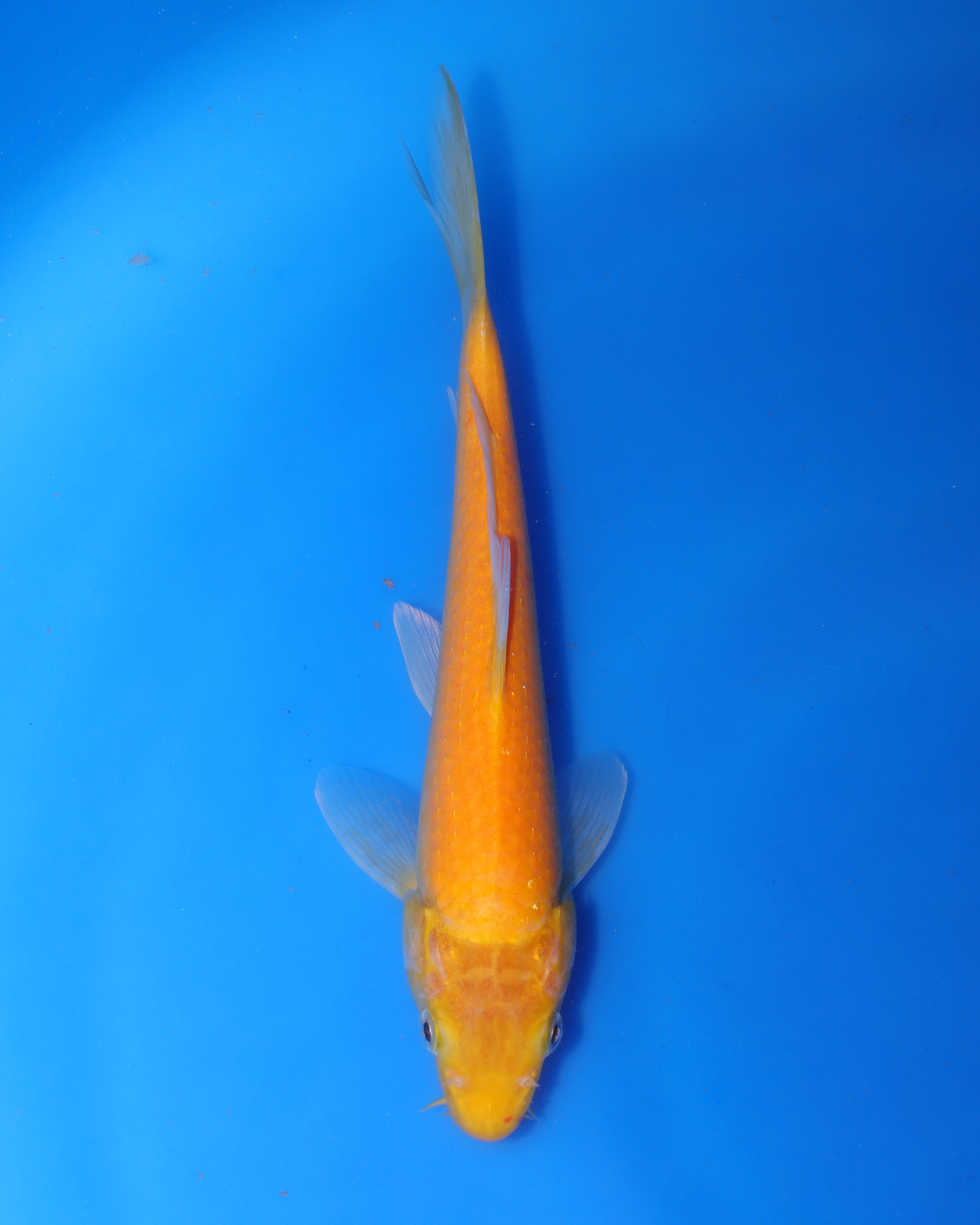 Kigoi - Otsuka Koi Farm - Chibi Nisai - 8-10 inches