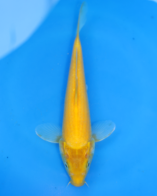 Kigoi - Otsuka Koi Farm - Chibi Nisai - 8-10 inches
