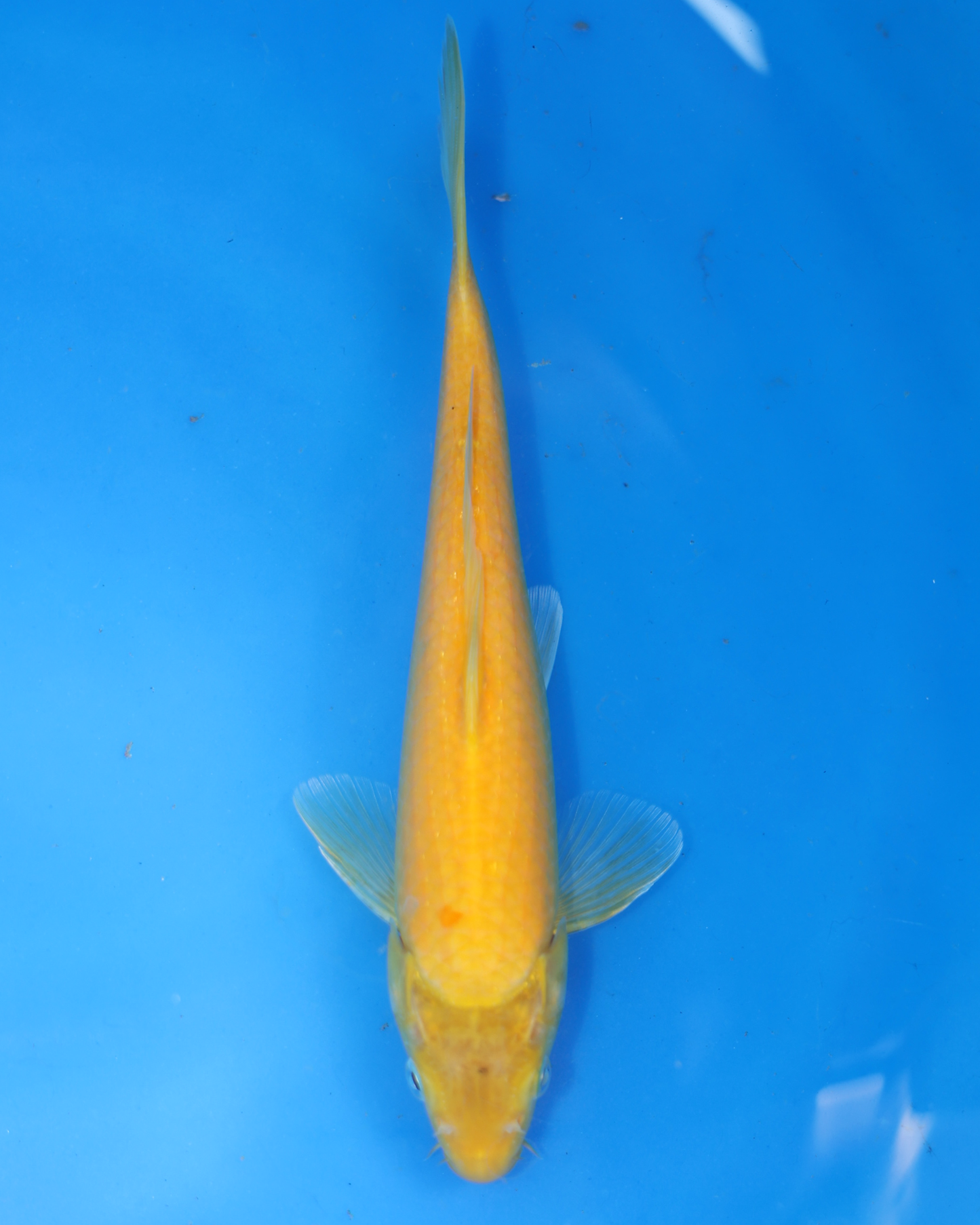 Kigoi - Otsuka Koi Farm - Chibi Nisai - 8-10 inches