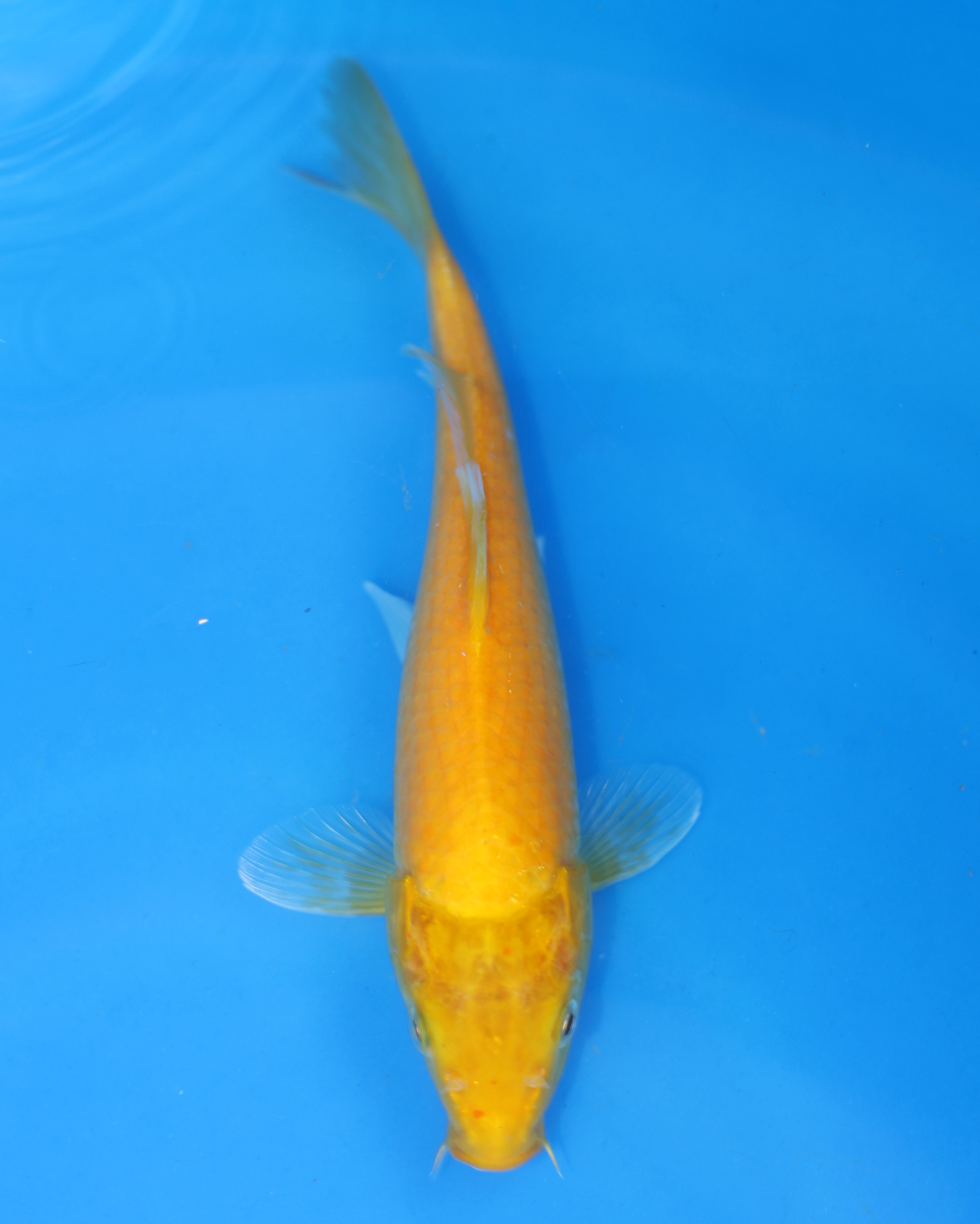 Kigoi - Otsuka Koi Farm - Chibi Nisai - 8-10 inches