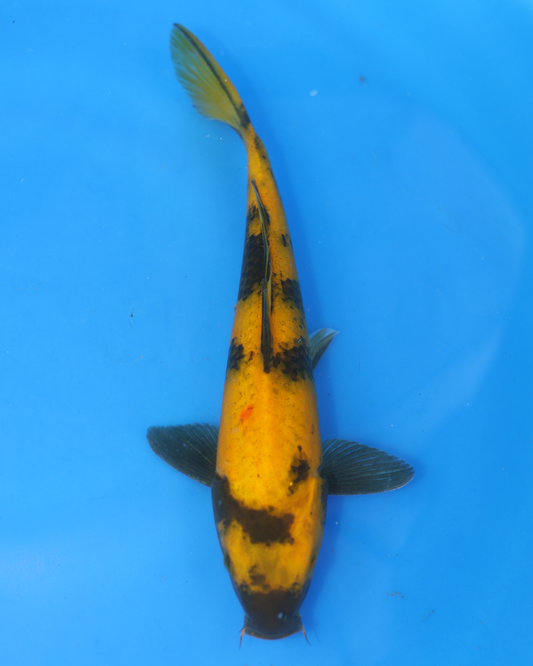 Ki Utsuri - Otsuka Koi Farm - Chibi Nisai - 8-10 inches