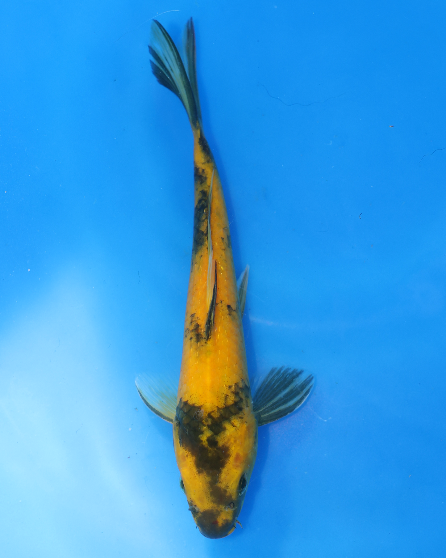 Ki Utsuri - Otsuka Koi Farm - Chibi Nisai - 8-10 inches