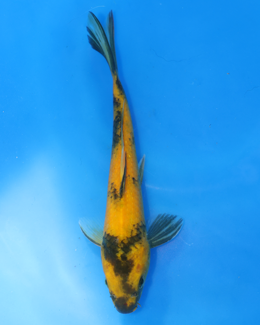 Ki Utsuri - Otsuka Koi Farm - Chibi Nisai - 8-10 inches