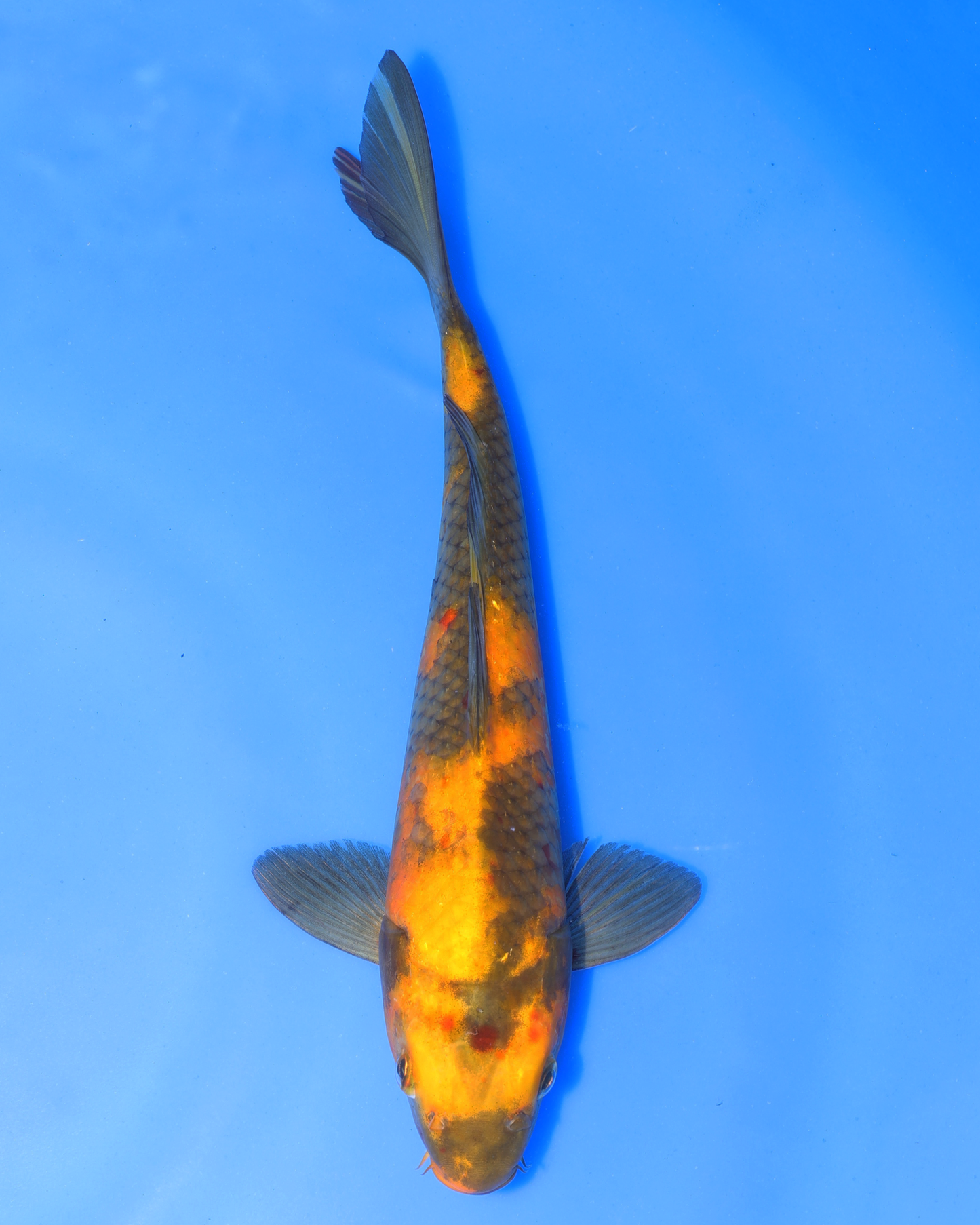 Ki Utsuri - Otsuka Koi Farm - Chibi Nisai - 8-10 inches