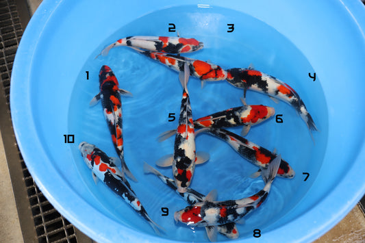 Koshiji Nisai Showa Bowl 1 (12-14 in)