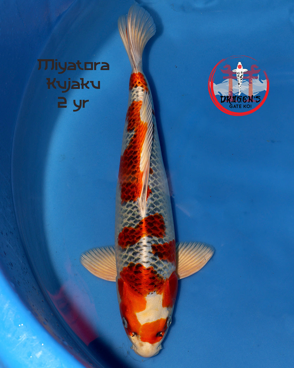 Miyatora - Kujaku - Nisai - 44 cm