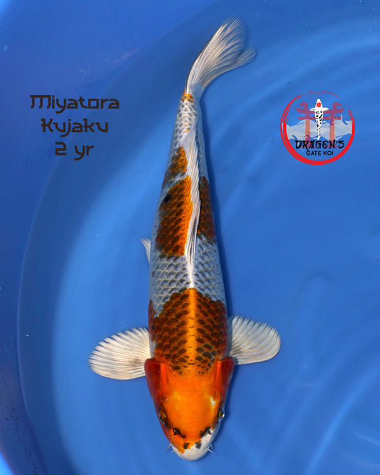 Miyatora - Kujaku - Nisai - 44 cm