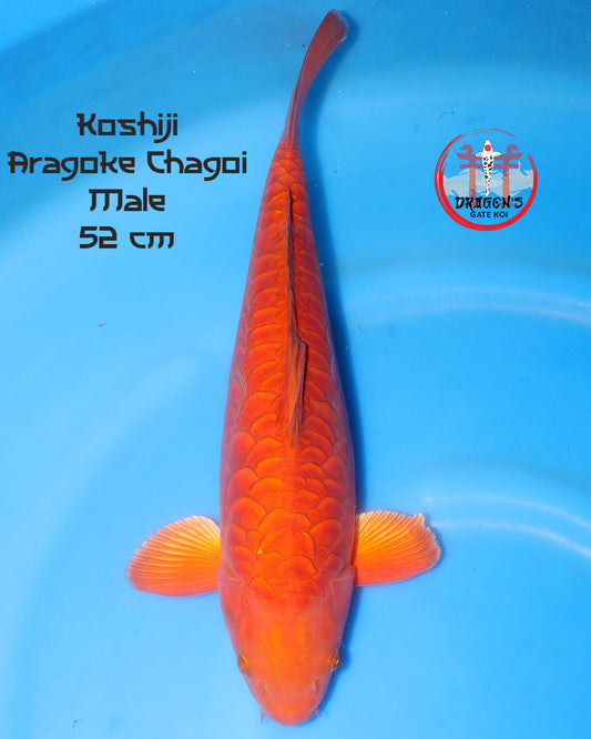 Koshiji - Aragoke Chagoi - Male - Sansai - 52 cm