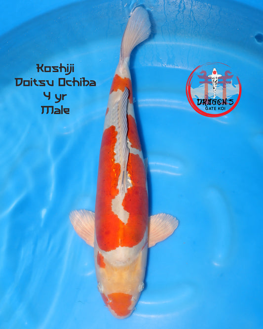 Koshiji - Doitsu Ochiba -  Yonsai - 60cm