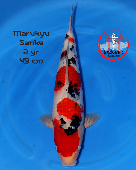 Marukyu - Sanke-  Female - 49 cm (HQ)