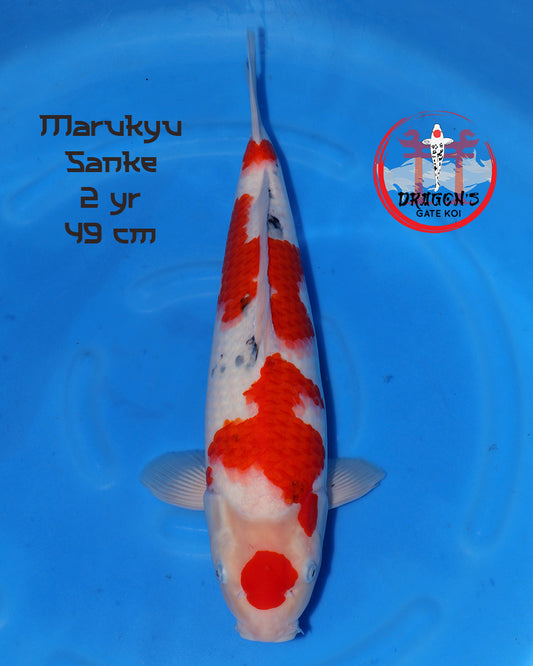 Marukyu - Sanke-  Female - 49 cm (HQ)