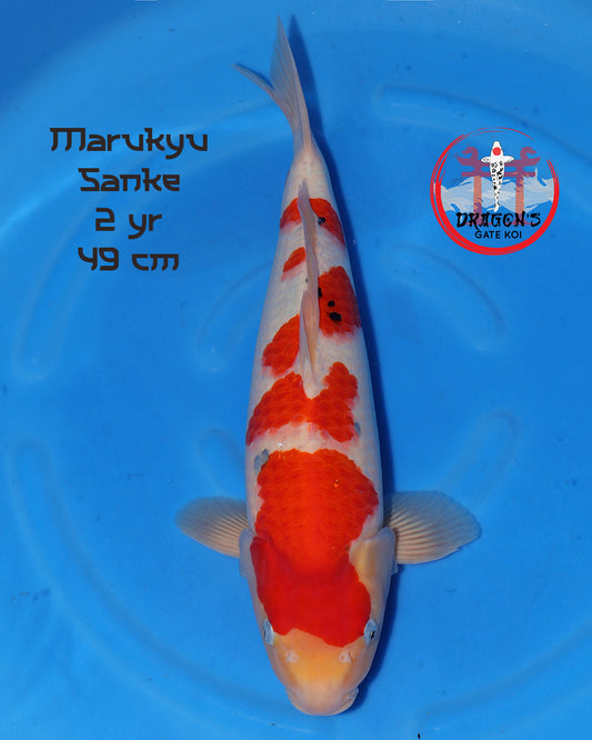 Marukyu - Sanke-  Female - 49 cm (HQ)