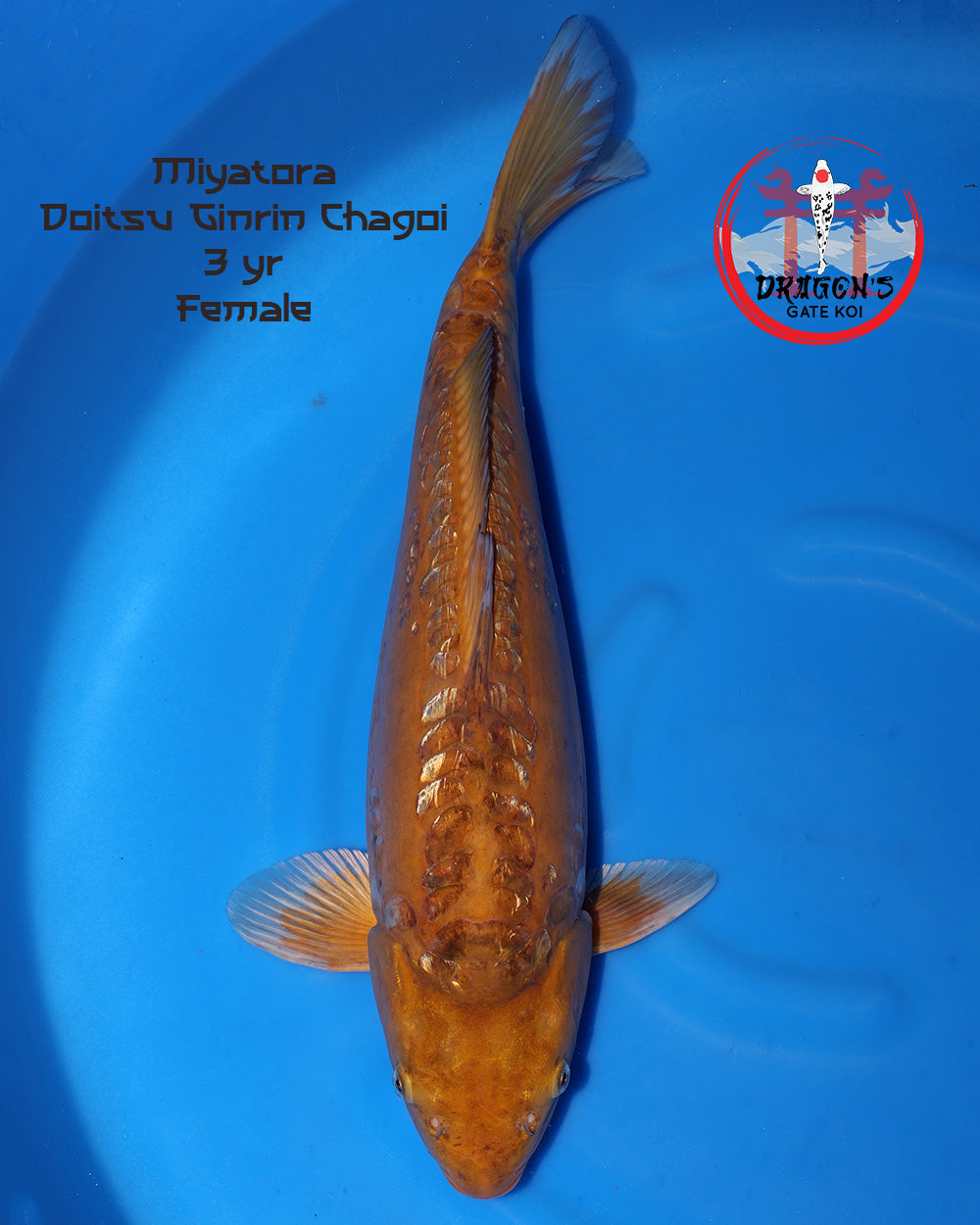 Miyatora - Ginrin Doitsu Chagoi - Sansai - Female - 55cm