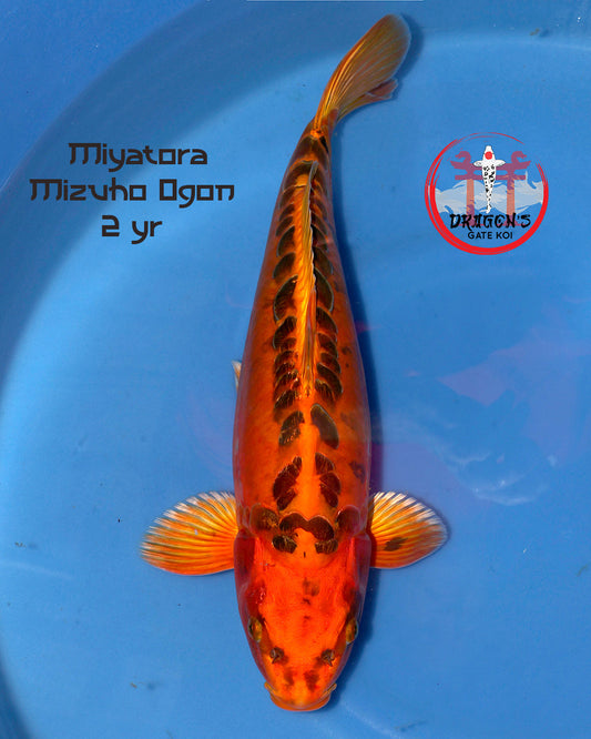 Miyatora - Mizuho Ogon - Nisai - Female - 44 cm