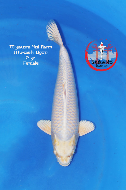 Miyatora - Mukashi Ogon - Nisai - Female - 45 cm