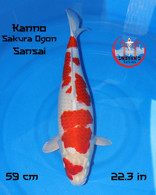 Sakura Ogon - Kanno Koi Farm - Sansai - Female - 59 cm